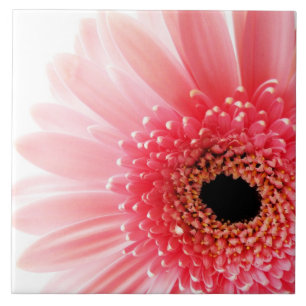 Gerbera Daisy Poster Fliese
