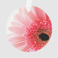 Gerbera Daisy Poster