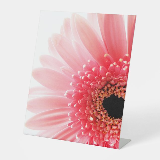 Gerbera Daisy Poster Sockelschild (Vorderseite)