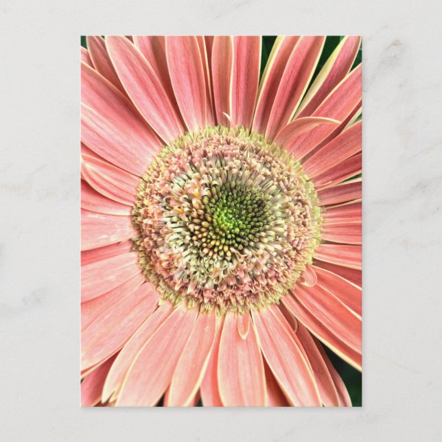 Gerbera Daisy Postkarte (Vorderseite)