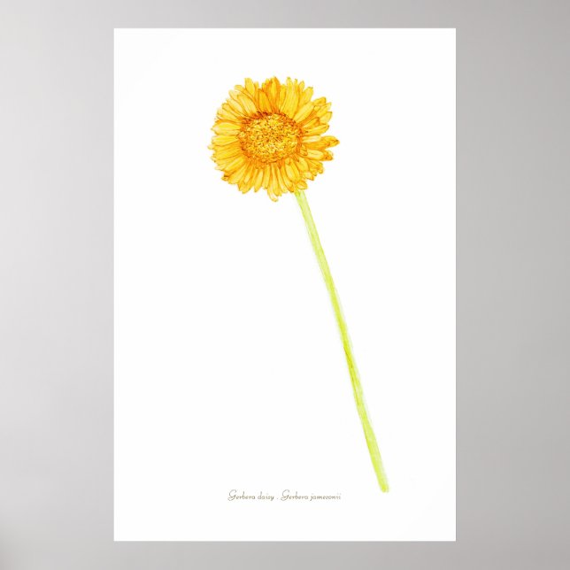 Gerbera daisy Print, Value Poster Paper (Matte) (Vorne)
