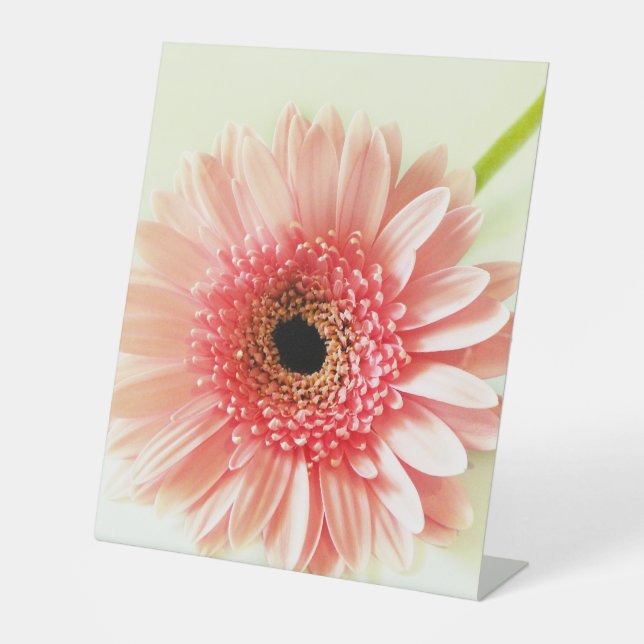 Gerbera Daisy Sockelschild (Vorderseite)