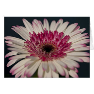 Gerbera de lucette