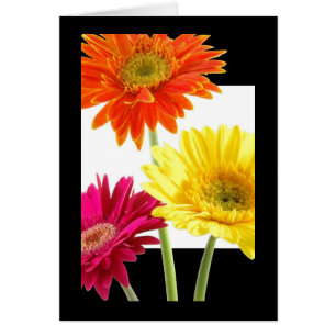 Gerbera-Gänseblümchen