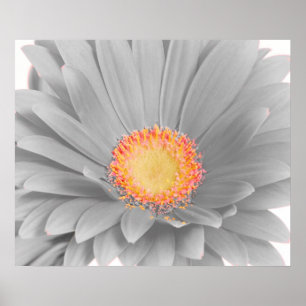 Gerbera-Gänseblümchen-Leinwand-Plakat Poster