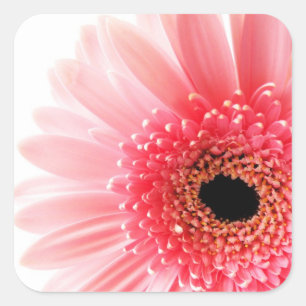 Gerbera Gänseblümchen Quadratischer Aufkleber