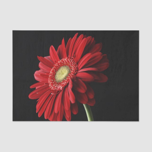 Gerbera-Gänseblümchen Seidenpapier (Vorderseite)