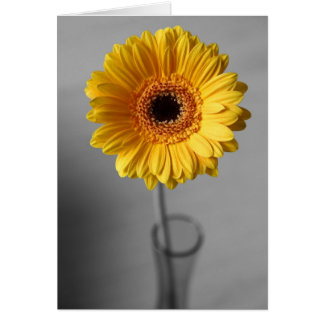 Gerbera jaune soleil