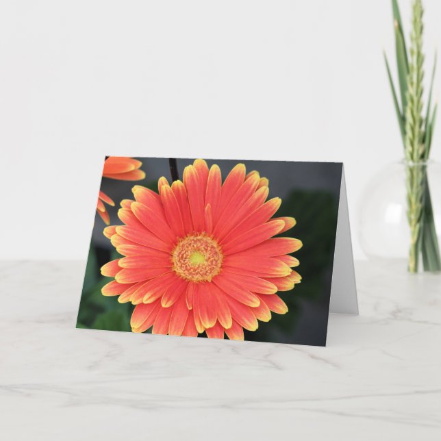 Gerbera Karte (Vorderseite)
