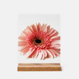 Gerbera-Margerite Acrylschild