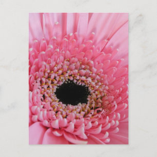Gerbera-Margerite Postkarte