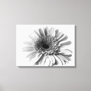 Gerbera-Marguerite Leinwanddruck