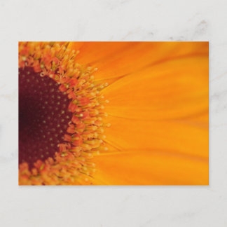 Gerbera Postkarte