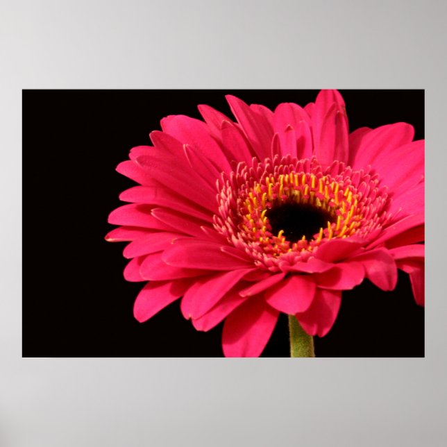 Gerbera Print Poster (Vorne)