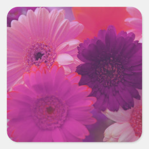 Gérbera rose Fleurs marguerites autocollants