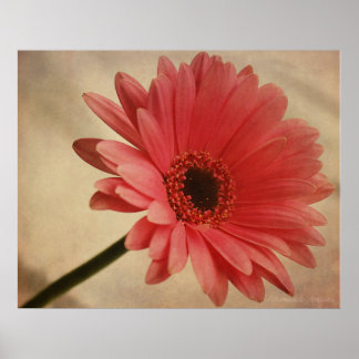 Gerbera Rose - Impression photographique