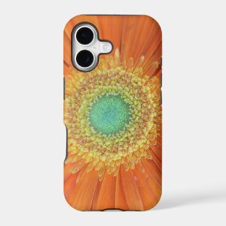 Gerbera-Sonne