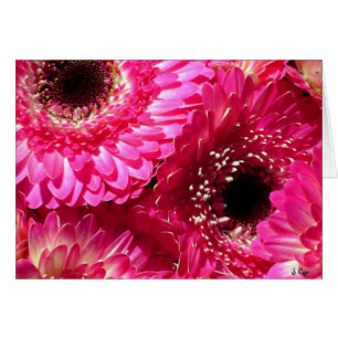 Gerberas roses