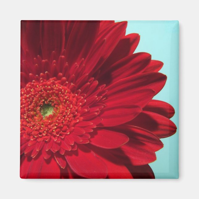 Gerberin Magnet (Vorne)