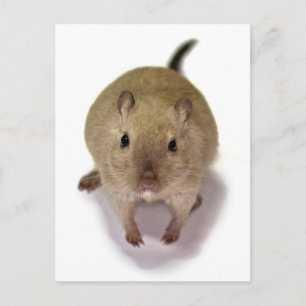 Gerbil Postcard Postkarte