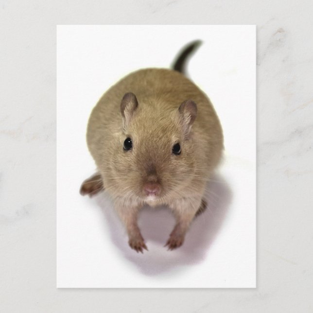Gerbil Postcard Postkarte (Vorderseite)