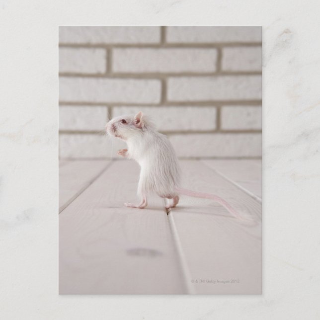 Gerbil stehend postkarte (Vorderseite)