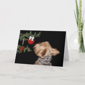 Gereiztes Yorkie Weihnachten