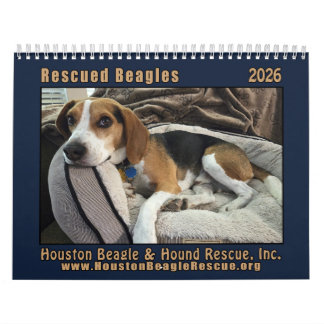 Gerettete Beagles 2026 Wandkalender