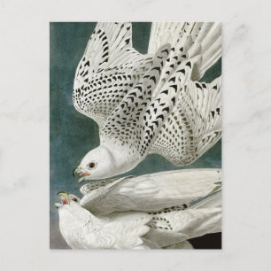 Gerfalke von John Audubon Postkarte