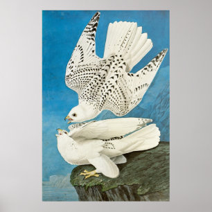 Gerfalken, auch Gyrfalken von John James Audubon Poster