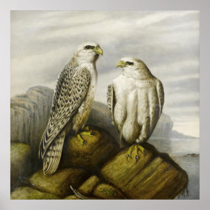 Gerfalken auf einem Felsvorsprung von Joseph Wolf Poster