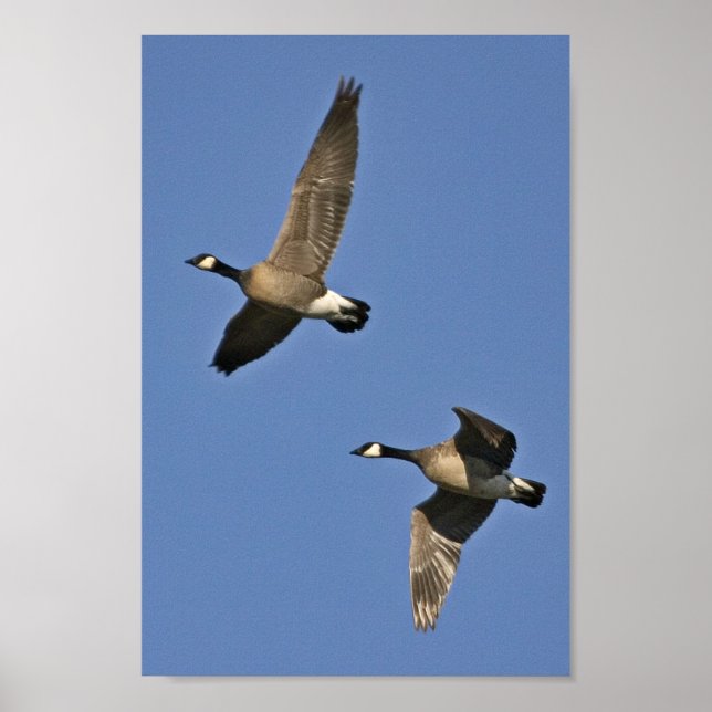 Geringere kanadische Gänse im Flug Poster (Vorne)