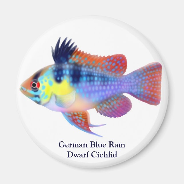 German Blue Ram Dwarf Cichlid Magnet (Vorne)