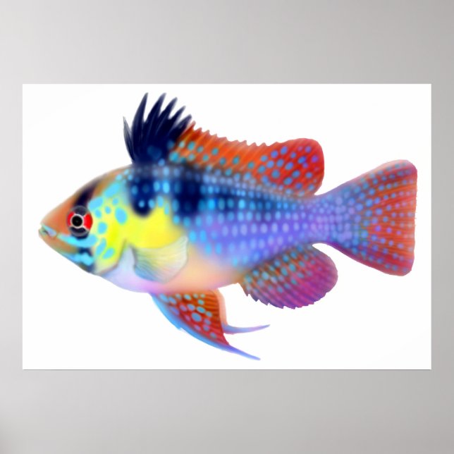 German Blue Ram Dwarf Cichlid Poster (Vorne)
