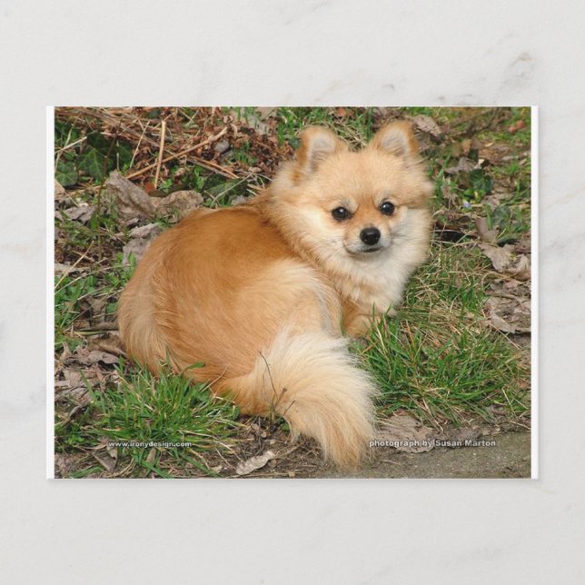 German Kleinspitz Dog Postkarte (Vorderseite)