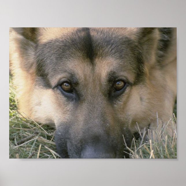 German Shepard Poster (Vorne)
