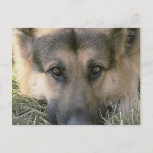 German Shepard Postkarte