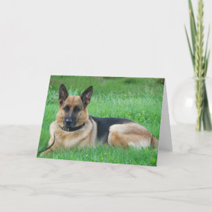 German Sheperd - Dog Grußkarte Karte