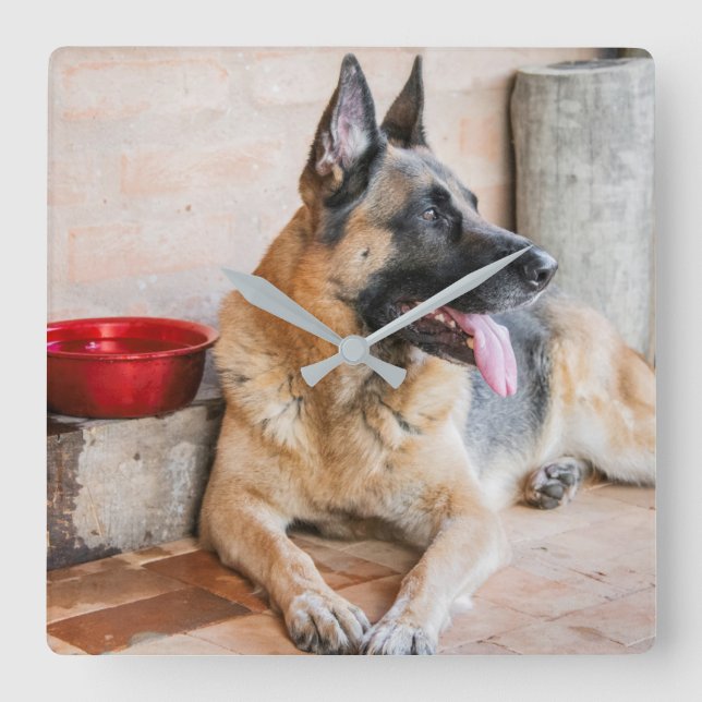 German Sheperd Resting By Water Basin Quadratische Wanduhr (Vorderseite)