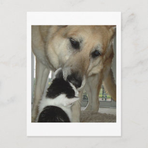 German Shepherd and Kitty Friend Postkarte