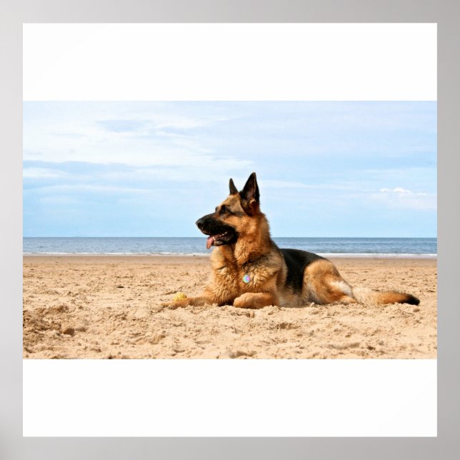 German Shepherd Dog Poster (Vorne)