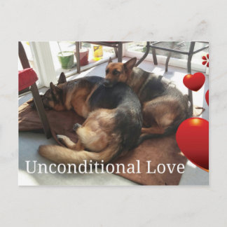 German Shepherd Post Card Postkarte