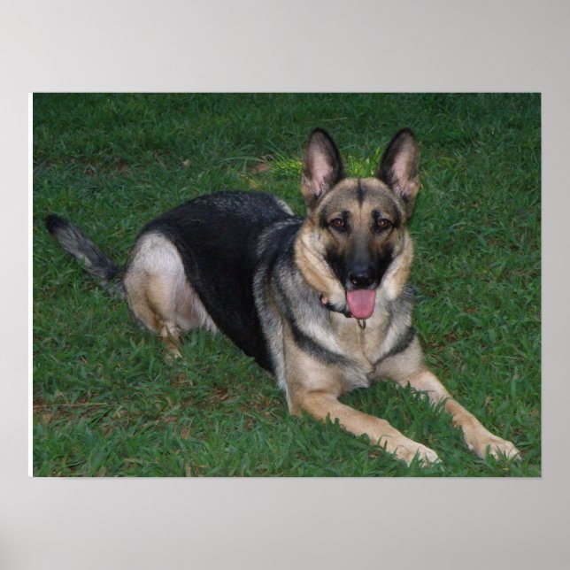 German Shepherd Poster (Vorne)