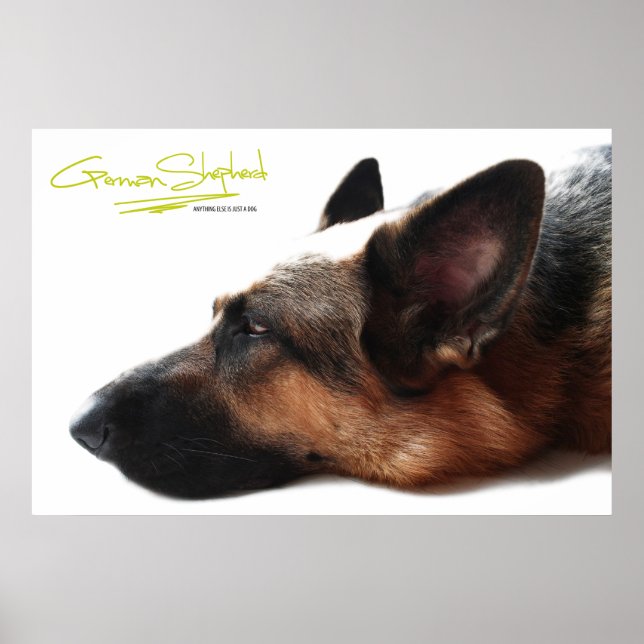 German Shepherd Poster (Vorne)
