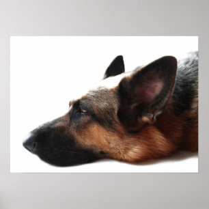 German Shepherd Poster