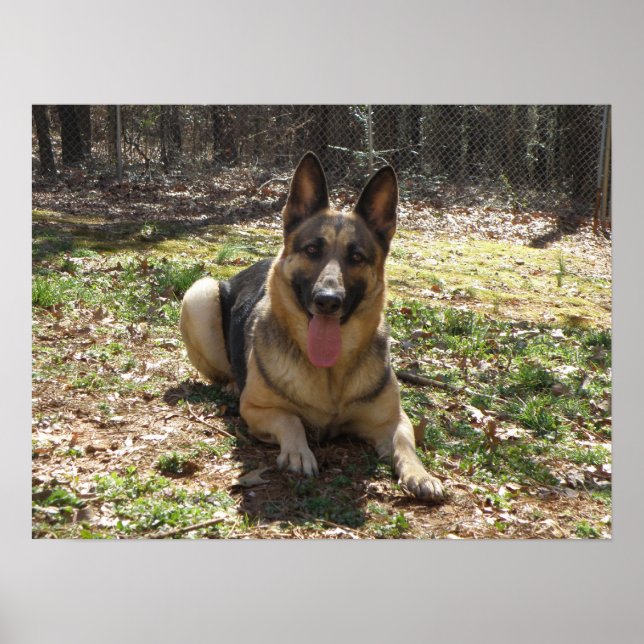 German Shepherd Poster (Vorne)