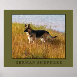 German Shepherd Print Poster