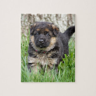German Shepherd Puppy