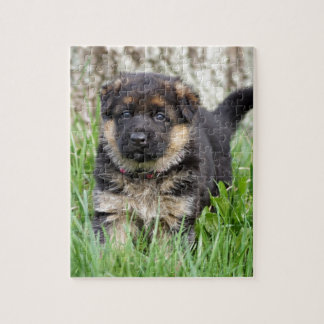 German Shepherd Puppy