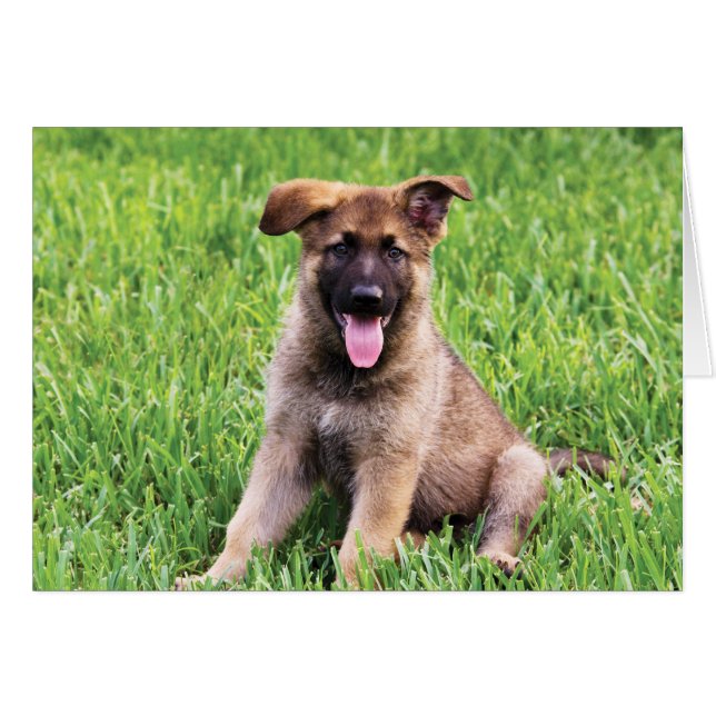 German Shepherd Puppy (Vorderseite (Horizontal))